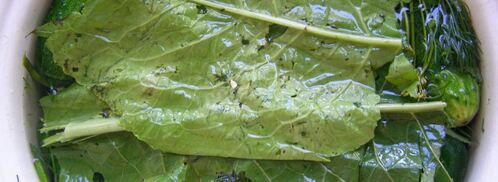 малосольные огурцы быстрой засолки. Шаг 7