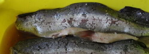 слабосоленая форель. Шаг 6