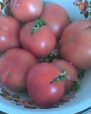 Соленые бурые помидоры