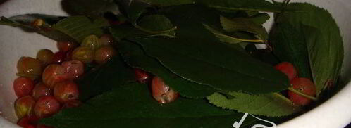 крыжовенное варенье царское. Шаг 6