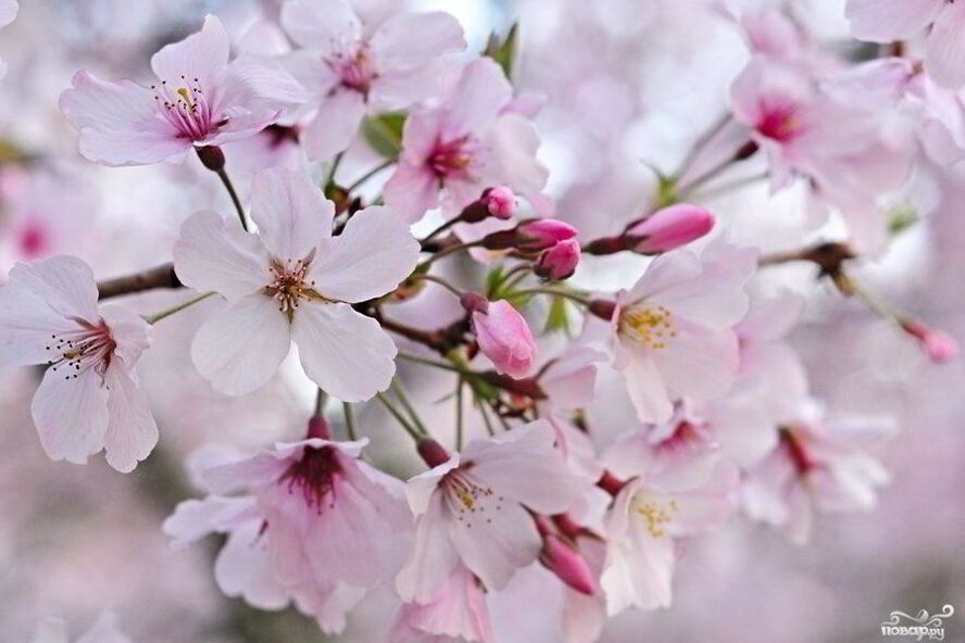 Рецепт варенье из сакуры