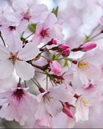 Варенье из сакуры