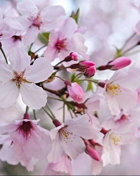 Варенье из сакуры