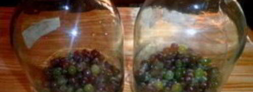 виноград на зиму. Шаг 2