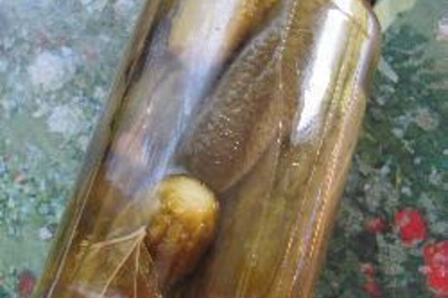 Рецепт заготовок иза огурцова и кабачкова с лимонного кислотого