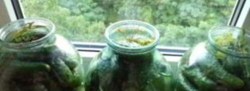 засолка огурцов в банках. Шаг 4