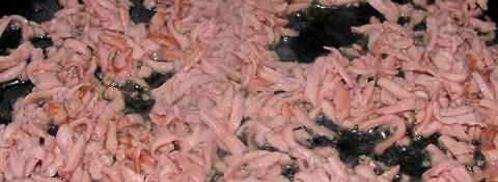 фриттата с зеленым горошком, ветчиной и луком. Шаг 20