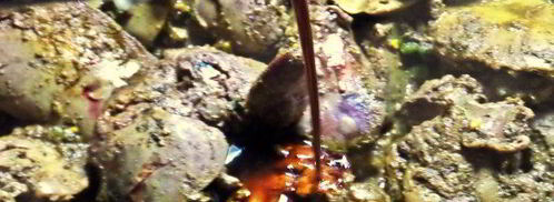 печеночный паштет яичный. Шаг 6