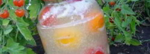 помидоры с горчицей холодным способом. Шаг 4