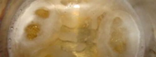 сырные шарики с начинкой в ореховой панировке под пьяной клюквой. Шаг 10