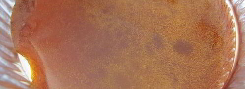 тарт татэн. Шаг 3